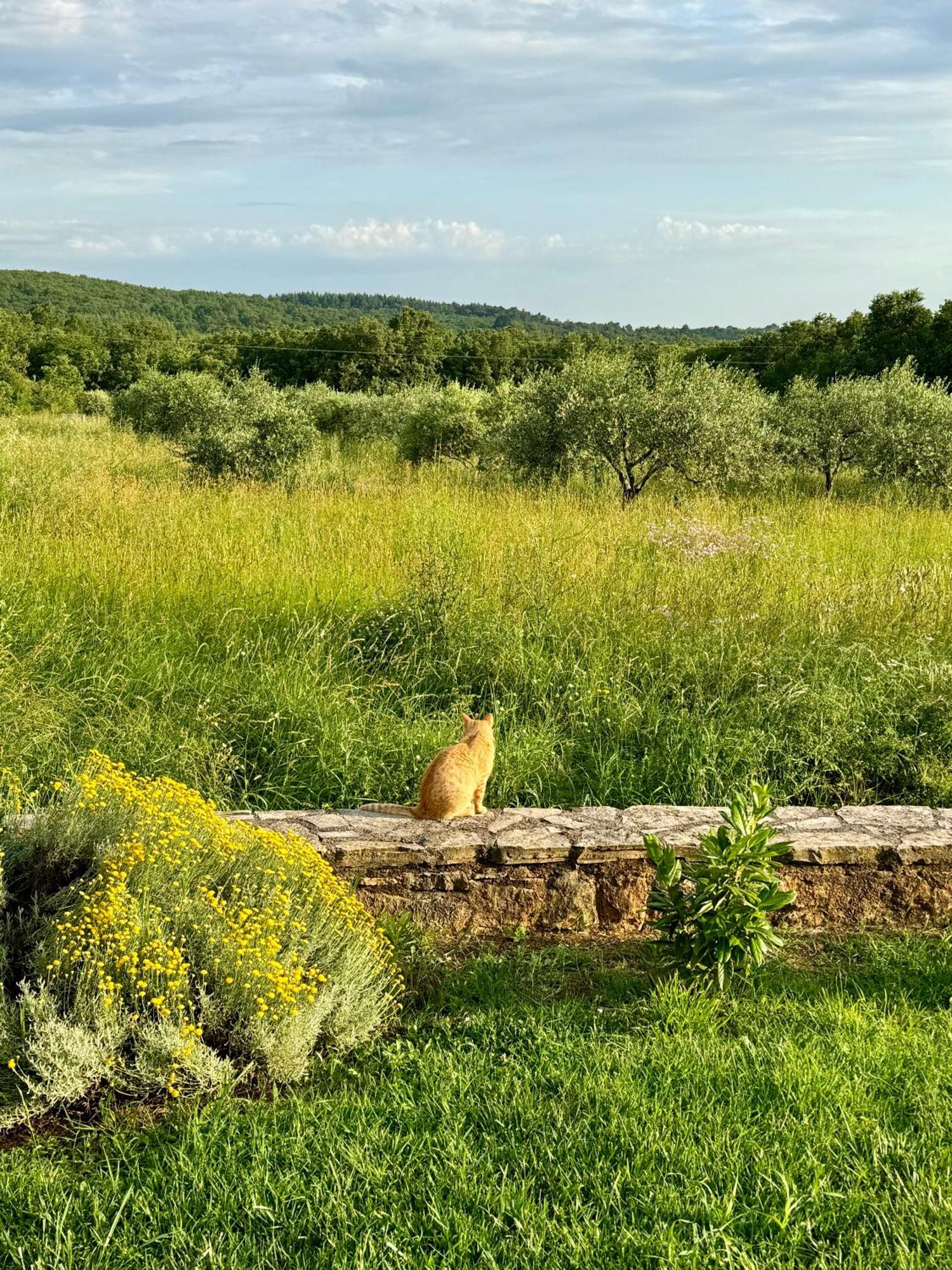 Villa Leopoldo By Istrian Country Houses Barat  Dış mekan fotoğraf